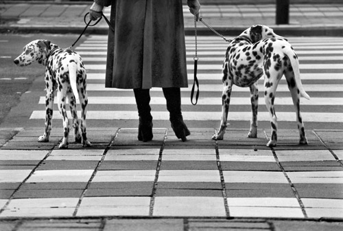 Walkin' the dog - Agenda - Kunstcentrum Haarlem